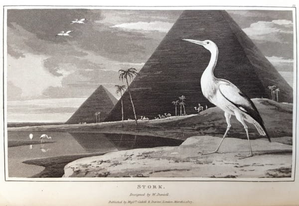 Zoography: the stork