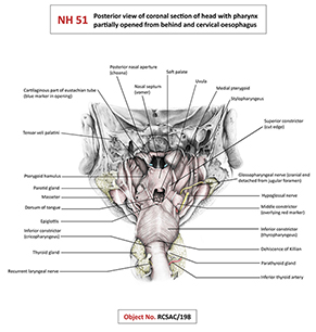 illustration of pharynx