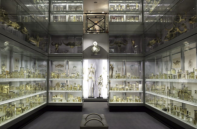 A photograph of the Hunterian Museum's display cases