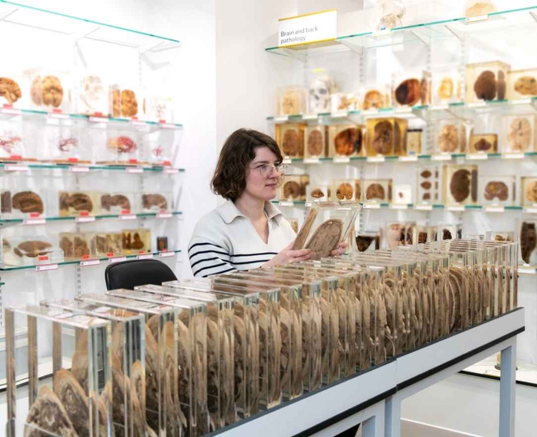A museum visitor looking at specimens