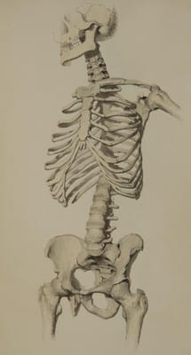An historical illustration of a human skeleton