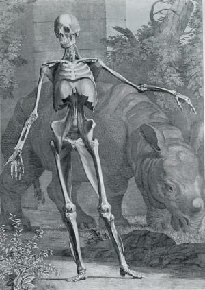 Albinus 1: Skeleton