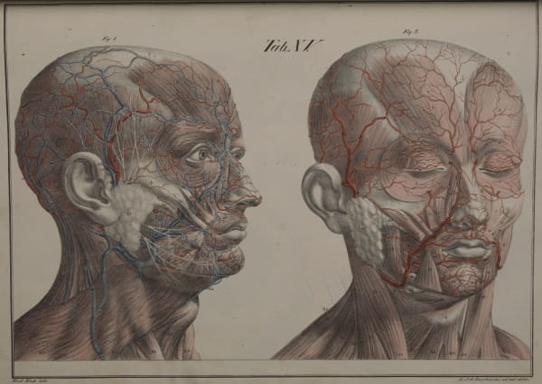 Depicting Anatomy: Anatomisch-chirurgische Abbildungen ...