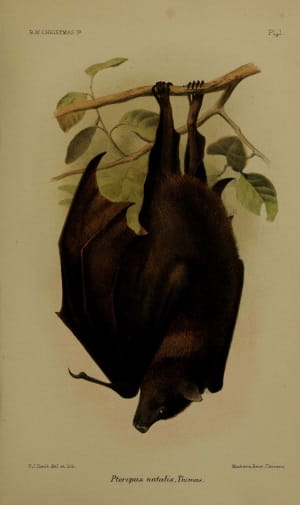 Christmas Island 2: Fruit Bat
