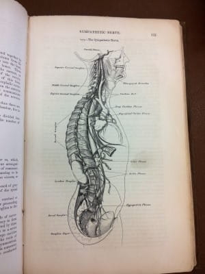 Gray's Anatomy - the sympathetic nerve