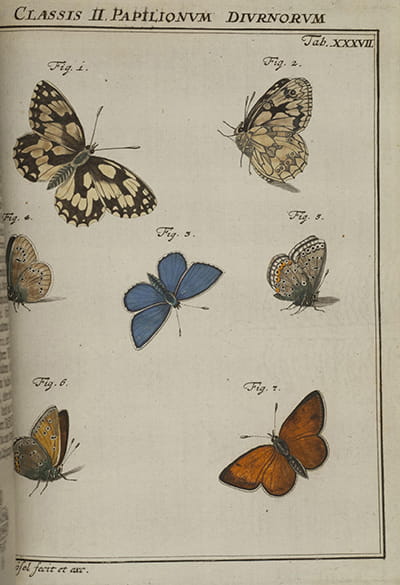 Illustrations of insects from Roesel's Die monatlich herauskommende Insecten-Belustigung
