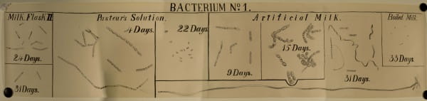 A strip of paper, entitled 'BACTERIUM NO. 1', with drawings of bacteria