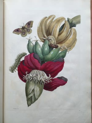 Maria Sibylla Merian - Insectes de Surinam 1726