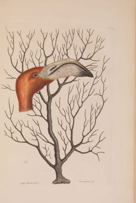 Catesby 6: bird's head
