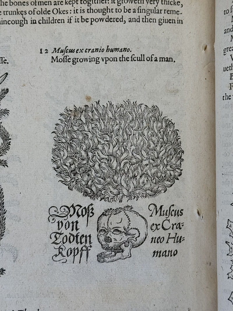 A printed page with an engraving showing Mosse growing upon the scull of a man
