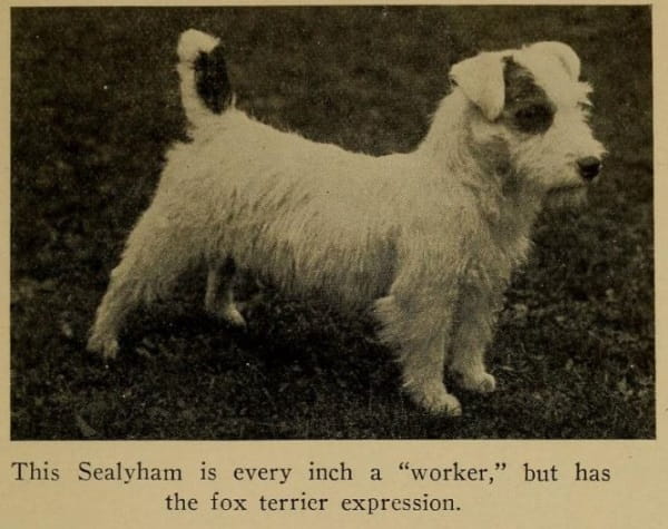 This Sealyham is every inch a 'worker,' but has the fox terrier expression.