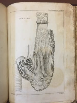 Sir Everard Home - An anatomical account of the squalus maximus  1809