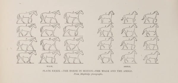 Art Anatomy of Animals 3:  horses