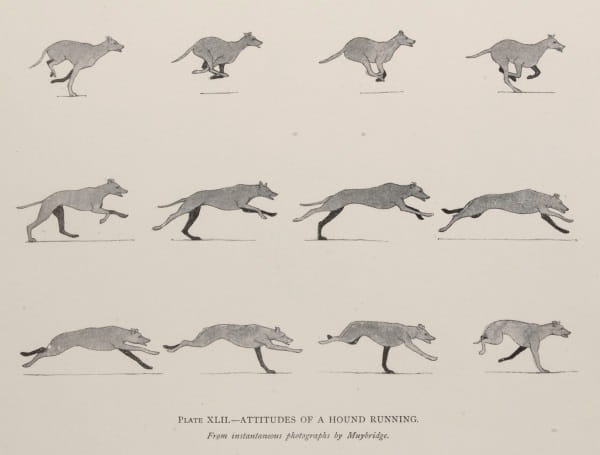 Art Anatomy of Animals 4: hounds
