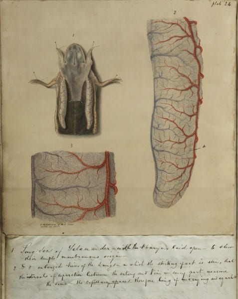 Illustrations from Dr Williams essay, featuring the lungs of a dissected frog