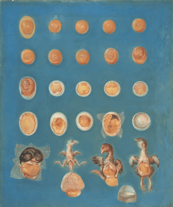 Coloured drawings of bird embryos